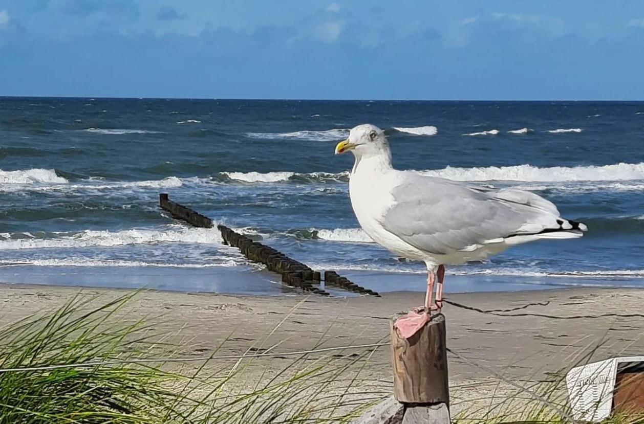 Haus Nadine Apartment Zingst